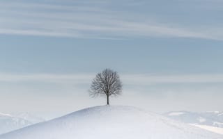 Картинка дерево, холм, снег