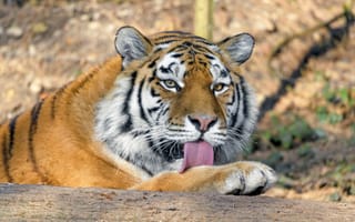 Картинка тигр, хищник, высунутый язык