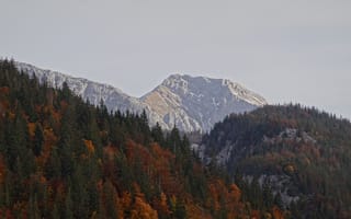 Картинка горы, лес, деревья