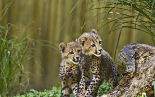 Картинка гепарды, детеныши, хищники