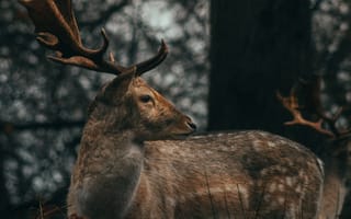 Картинка олень, рога, животное