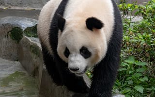 Картинка панда, медведь, животное