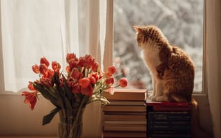 Картинка кот, питомец, окно