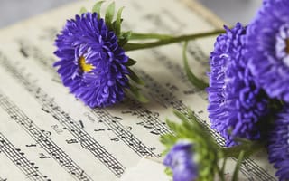 Картинка маргаритки, цветы, ноты