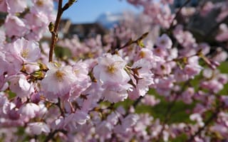 Картинка сакура, лепестки, цветы
