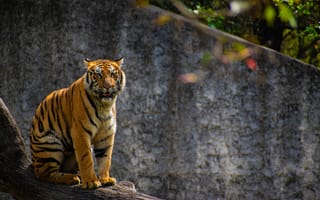 Картинка тигр, хищник, большая кошка