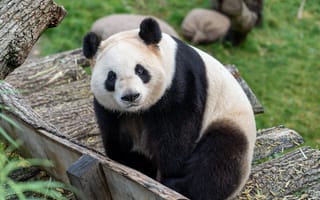 Картинка панда, медведь, взгляд