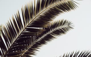 Обои пальма, листья, тропики