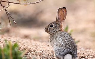 Картинка заяц, животное, взгляд