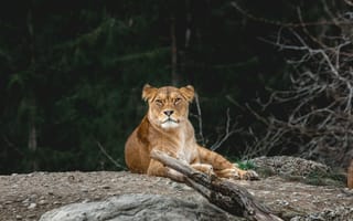 Картинка львица, хищник, взгляд