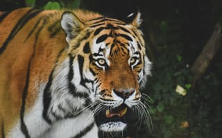Картинка тигр, хищник, животное