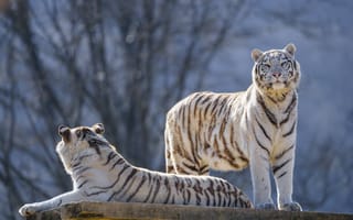Картинка бенгальские тигры, тигры, животные
