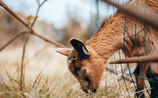 Картинка ягненок, детеныш, животное