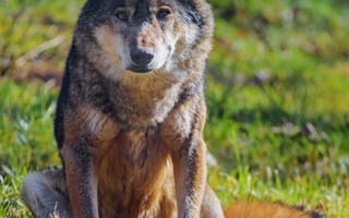 Картинка волк, животное, хищник