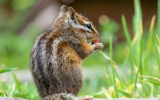 Картинка бурундук, животное, милый