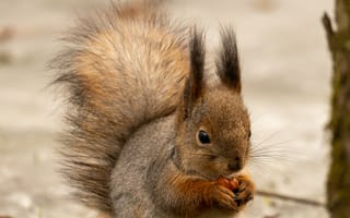 Картинка белка, животное, орех
