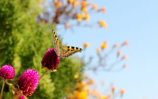 Картинка бабочка, насекомое, растение