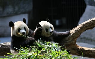 Обои панда, животные, бамбук