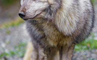 Картинка песец, лис, хищник