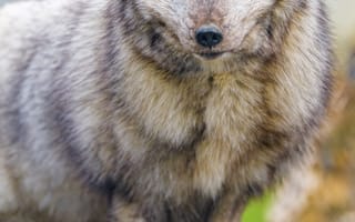 Картинка песец, лис, животное