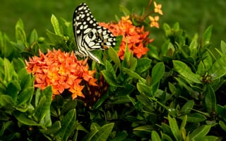 Обои бабочка, насекомое, цветы