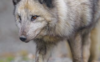 Картинка песец, лис, взгляд