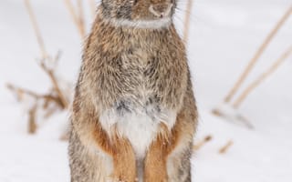 Картинка заяц, животное, снег
