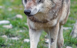 Картинка волк, хищник, взгляд