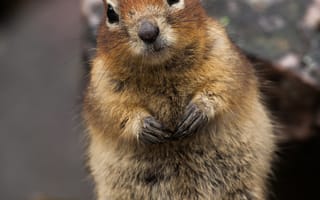 Картинка белка, животное, взгляд