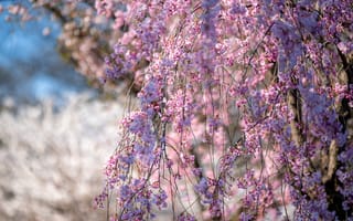 Картинка сакура, цветы, ветки