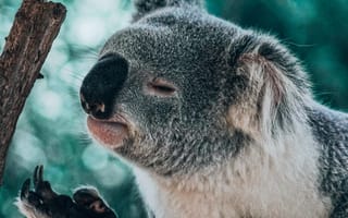 Картинка коала, животное, ветка