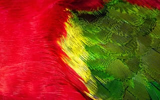Картинка попугай, перья, разноцветный