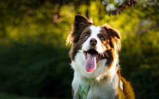 Картинка собака, питомец, высунутый язык