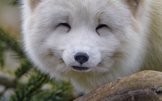 Картинка песец, лис, животное