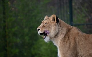 Картинка львица, хищник, животное