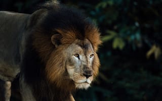 Картинка лев, животное, хищник