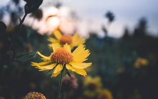 Картинка цветок, желтый, растение