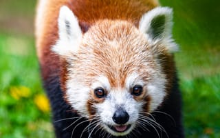 Картинка красна панда, животное, милый