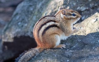 Картинка бурундук, животное, дикая природа