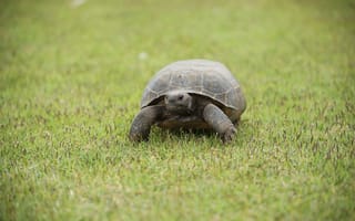 Картинка черепаха, панцирь, трава