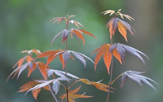 Обои японский клен, ветки, листья