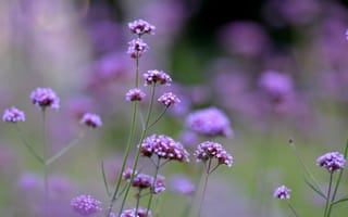 Картинка цветы, фиолетовый, полевой