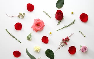 Обои розы, цветы, лепестки