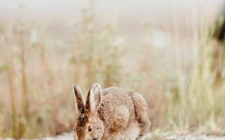 Картинка кролик, животное, коричневый