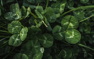 Картинка клевер, листья, растение