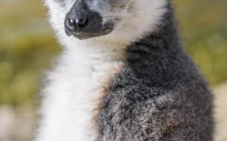 Картинка лемур, животное, пушистый