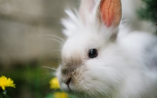 Картинка кролик, животное, трава