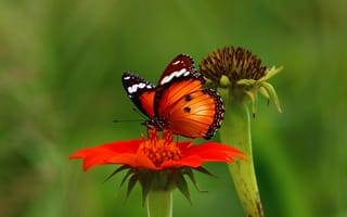Обои бабочка, цветок, насекомое