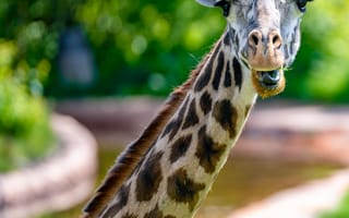 Картинка жираф, животное, забавный