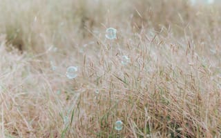 Картинка мыльные пузыри, блики, трава